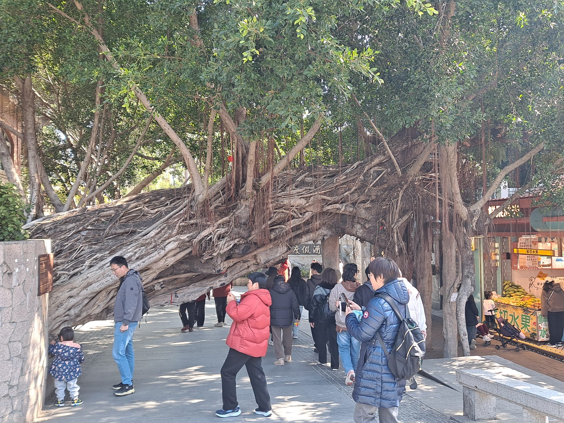 Gulangyu tree arch