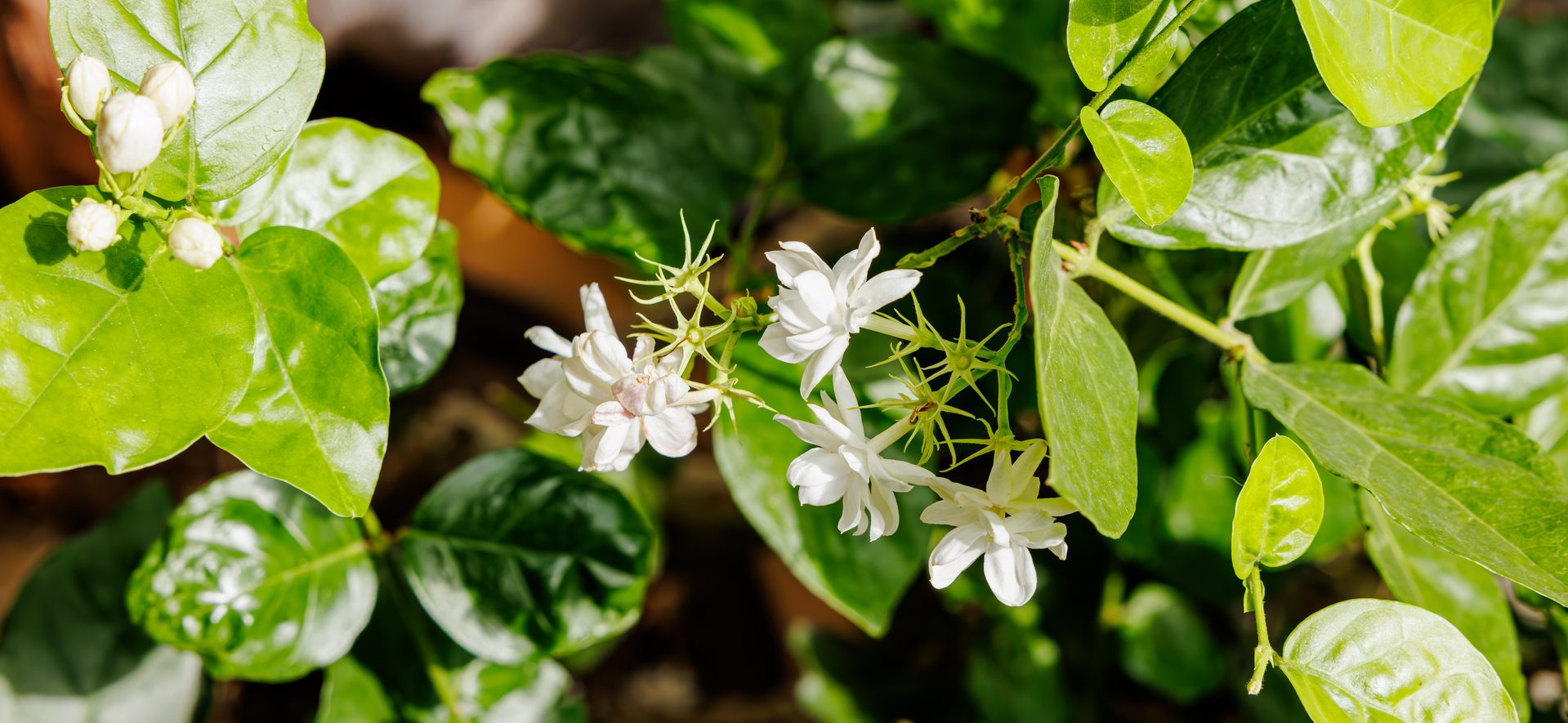 Jasmine fields, Fujian